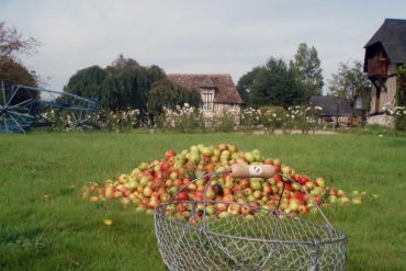 Les pommes une activité typiquement normande