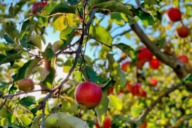 Activité séminaires avec un atelier sur la pomme