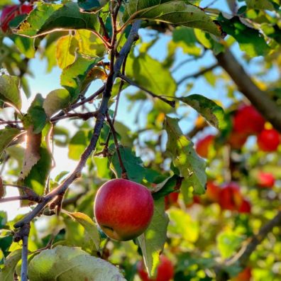 Activité séminaires avec un atelier sur la pomme