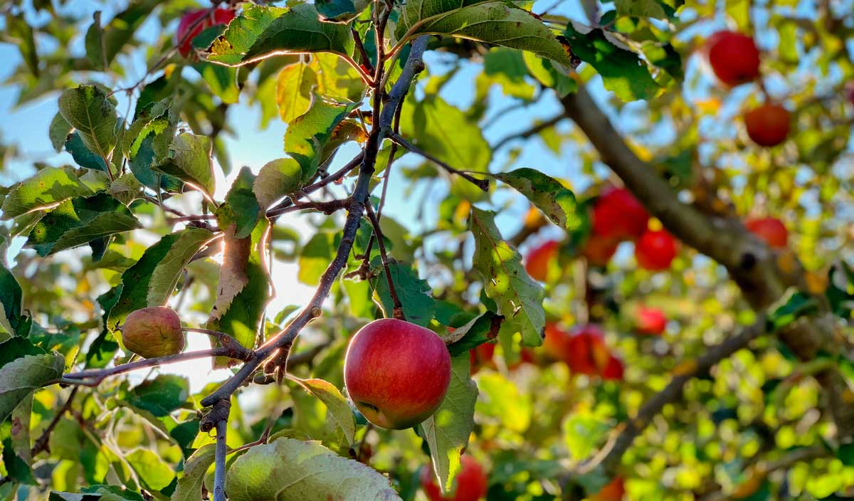 Activité séminaires avec un atelier sur la pomme