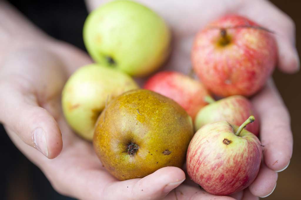Pommes à cidre Maison Drouin