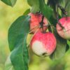 pommier
