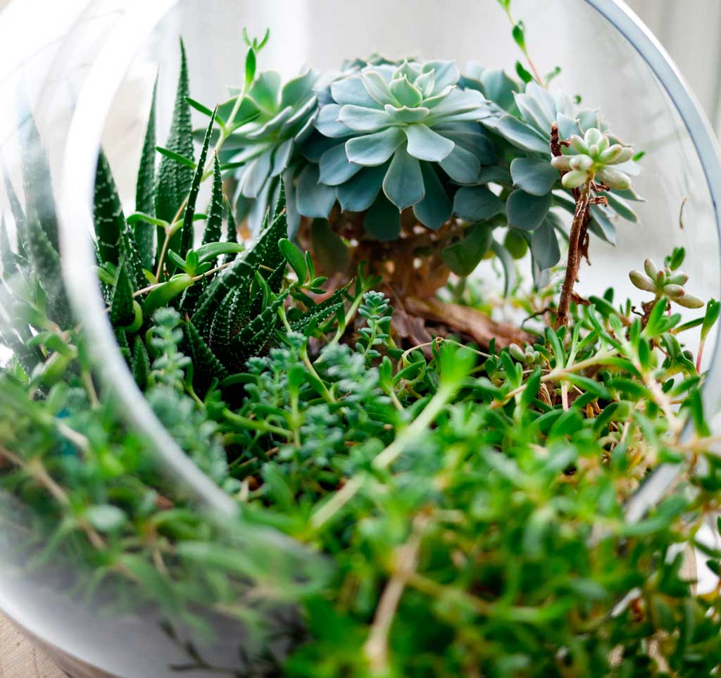 Le terrarium détox, atelier de sensibilisation à l'environnement