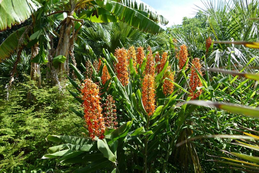  jardin botanique de Tatihou