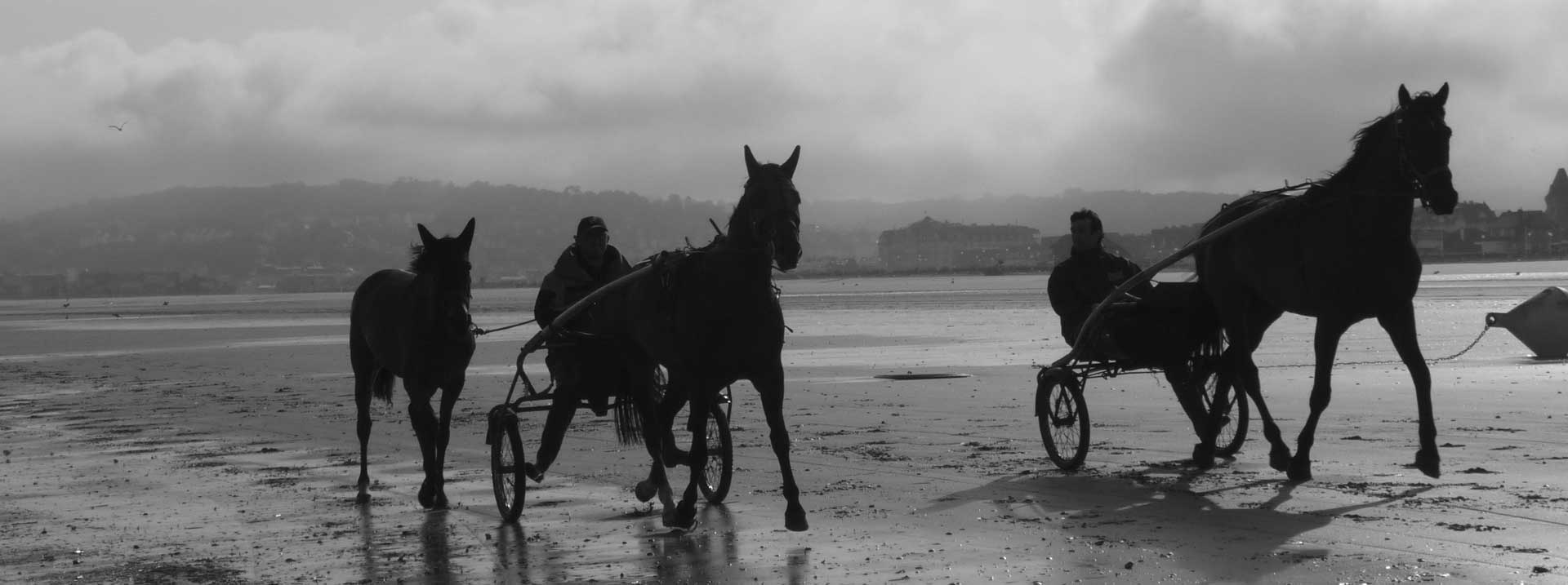 Chevaux sur la plage de deauville et trouville